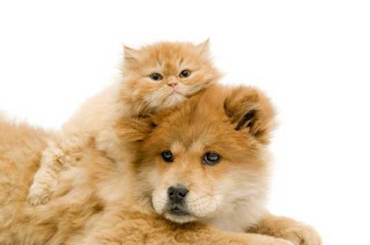 Selling Homes With Pets